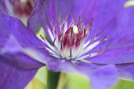 clematis