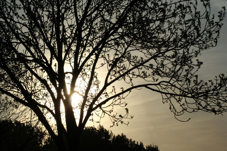 Zie de zon schijnt door de bomen....