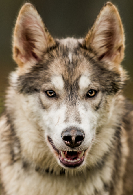 Indian Dog portrait