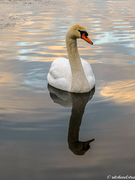 Zwaan in de avondzon