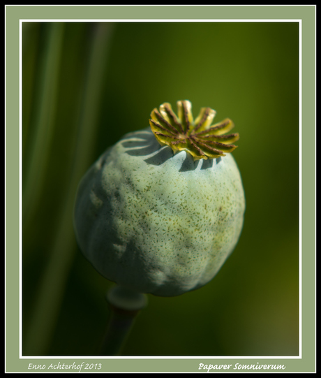 Papaver Somniferum.