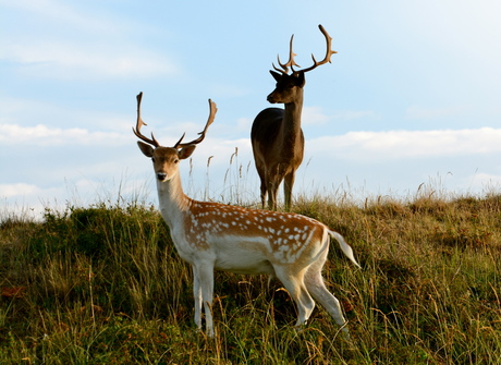 Noordwijkse Duinen druk bezet