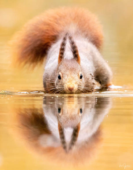 Eekhoorn in het water met spiegelbeeld