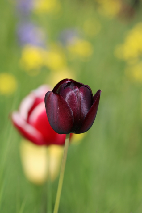 Tulpen