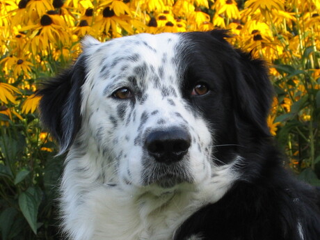 Border collie