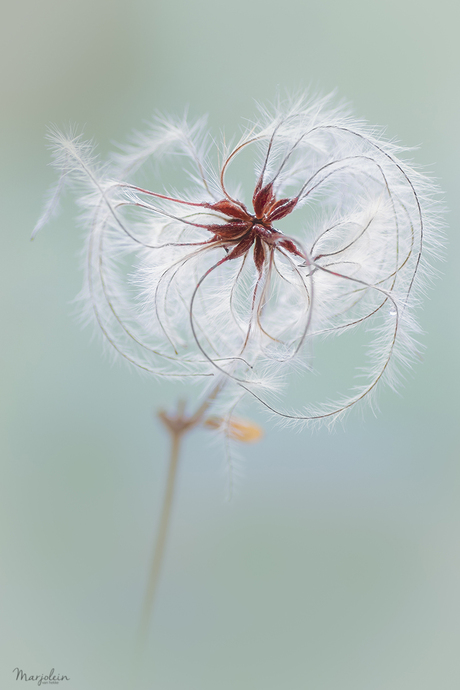 Clematis