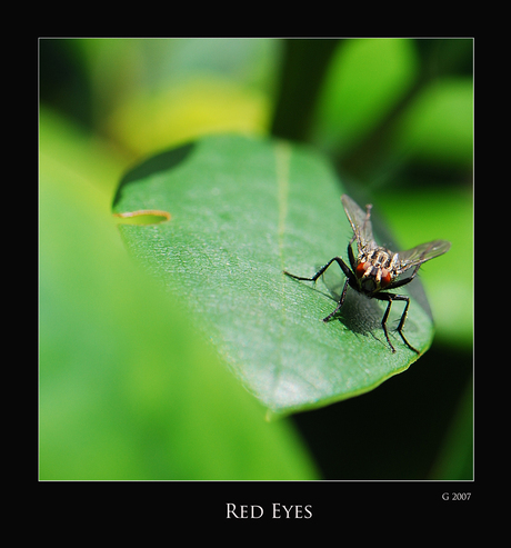 Red Eyes