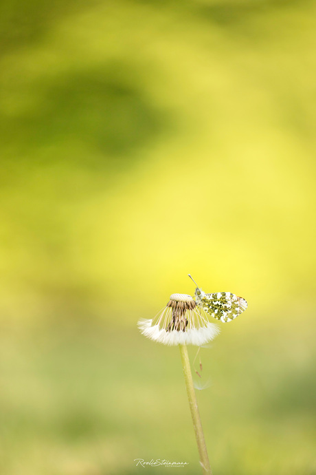 Mellow yellow