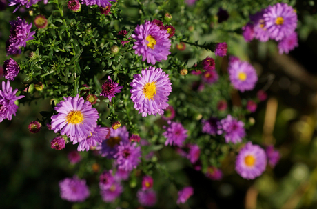 Paarse bloemetjes