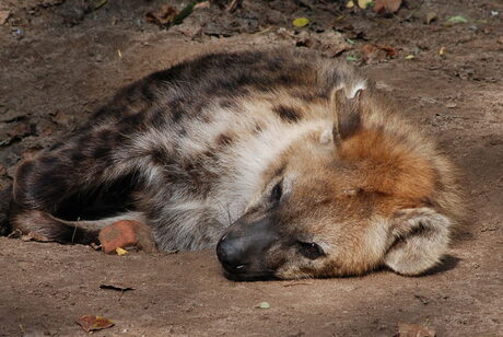 Rotterdam Zoo