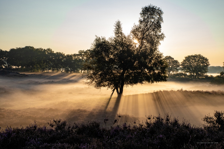 Gasterse Duinen op een mooie mistige ochtend