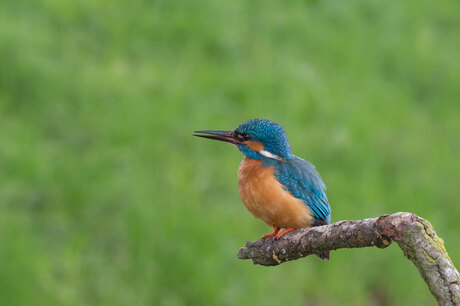 ijsvogel