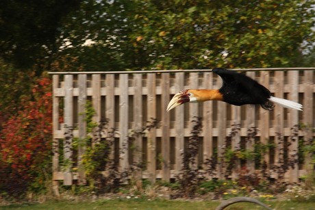 weet de naam niet meer van de vogel