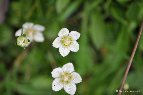 bloemenpracht