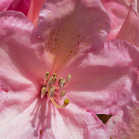 Mooi roze is niet lelijk!