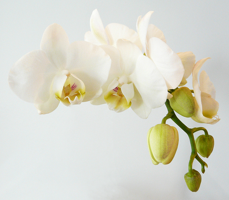 Zwevende orchidee