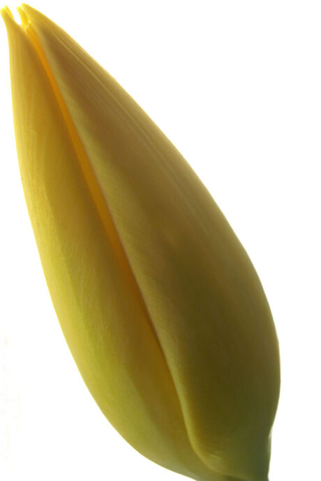 tulp