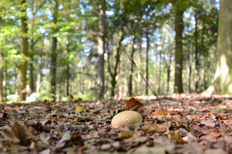 Paddestoel in bos