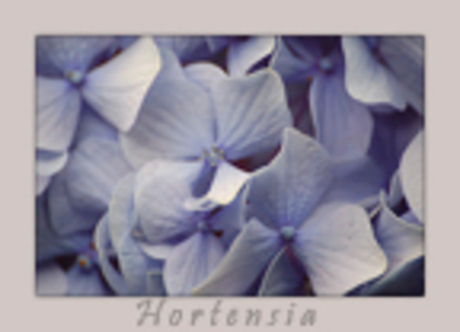 Hortensia