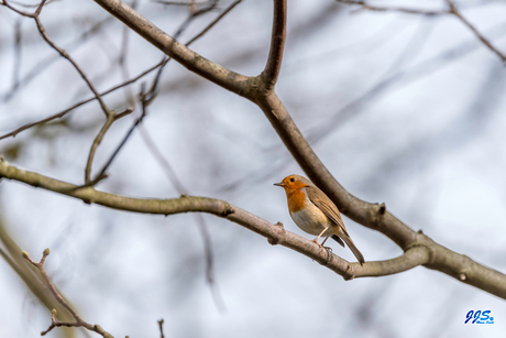 Roodborst op tak