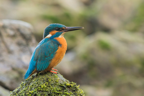 Kingfisher