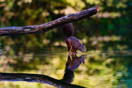 eekhoorn loopt over water