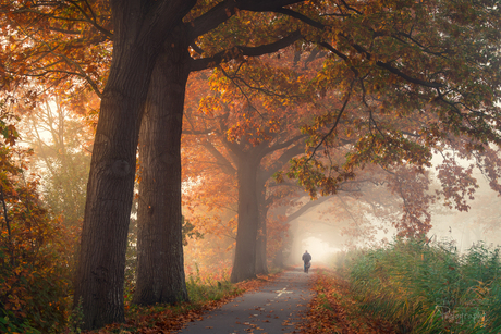 Herfstkleuren