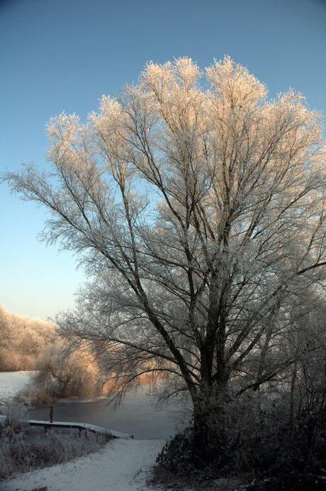 Hollandse winter 2