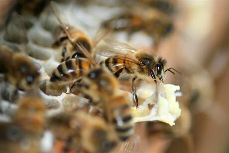 Bijen op de honingraad