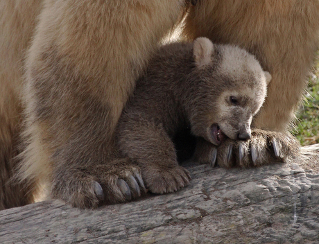 Nail biting.