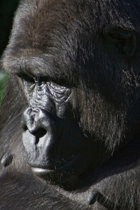 Westelijke laagland gorilla
