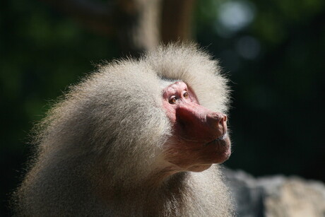 Apetizer