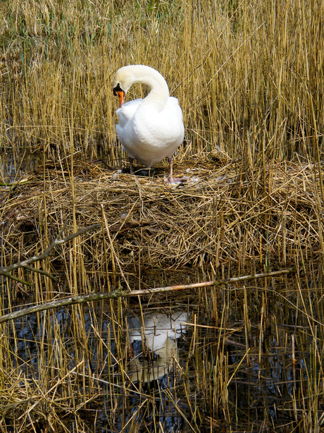 Zwaan op nest