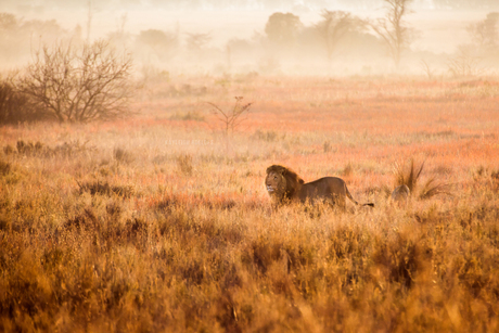 King of the jungle