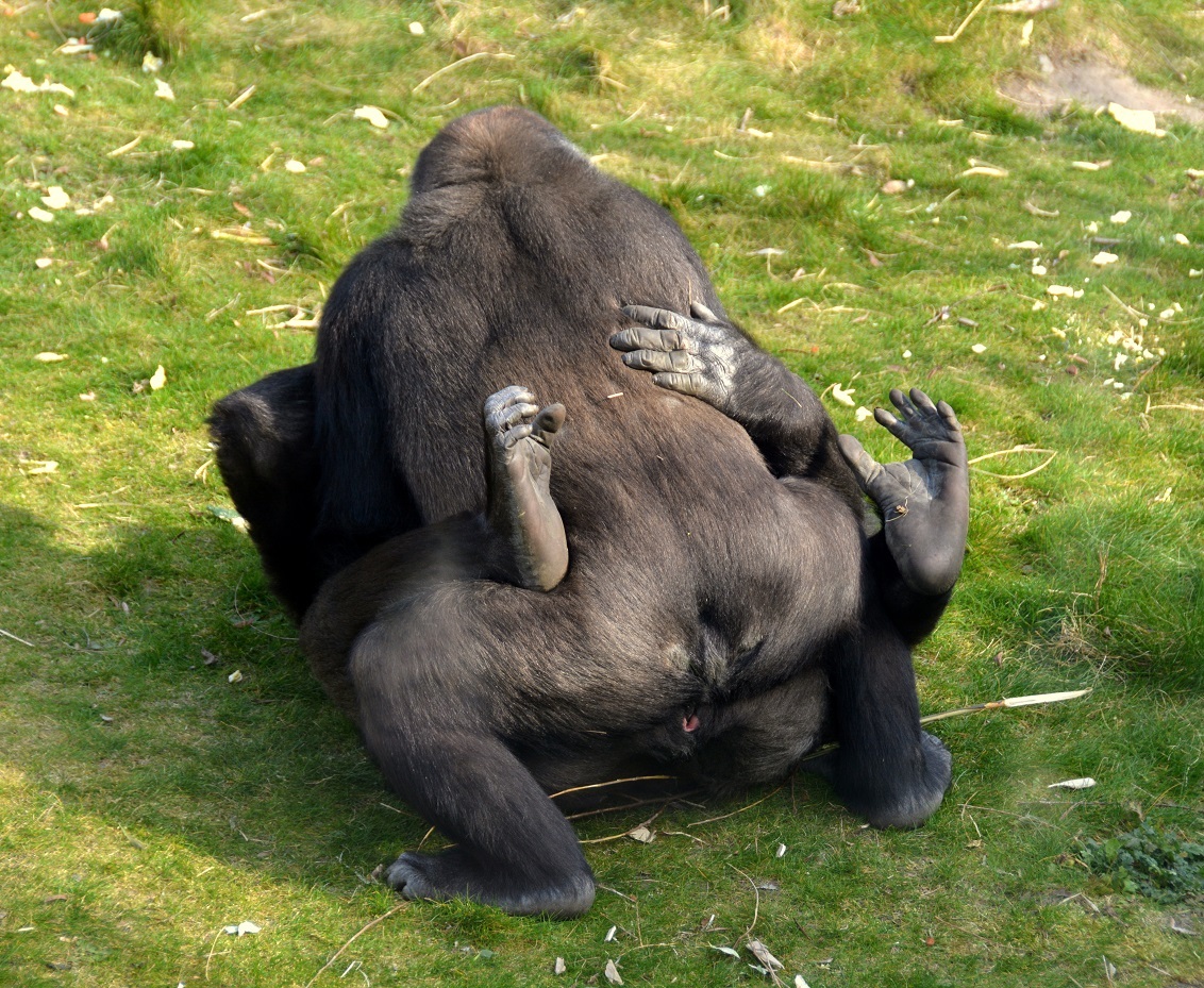 Sex in the zoo.......... - foto van vlimmen - Dieren - Zoom.nl