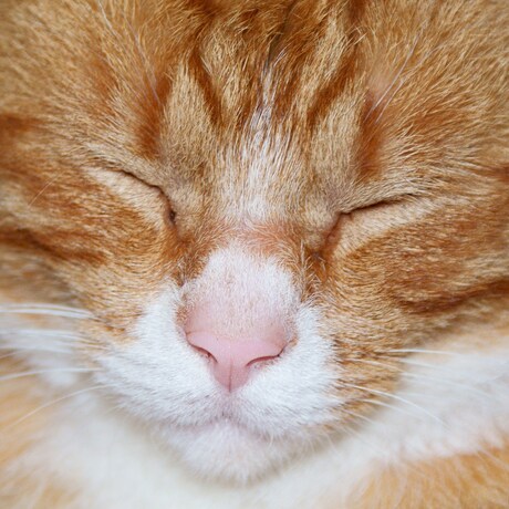 Purrrrrr