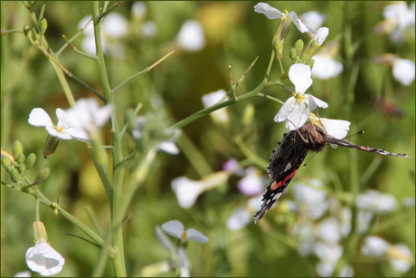 Vlinder terwijl hij nectar opslurpdt