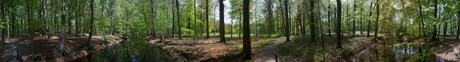 In het bos