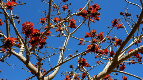 Rood en Blauw lente ik hou van jou