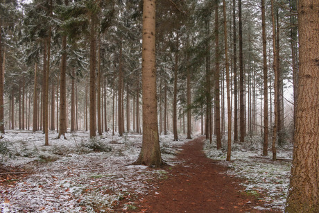 Sneeuw in het bos