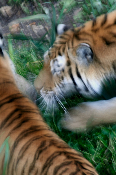 tijgers in de aanval