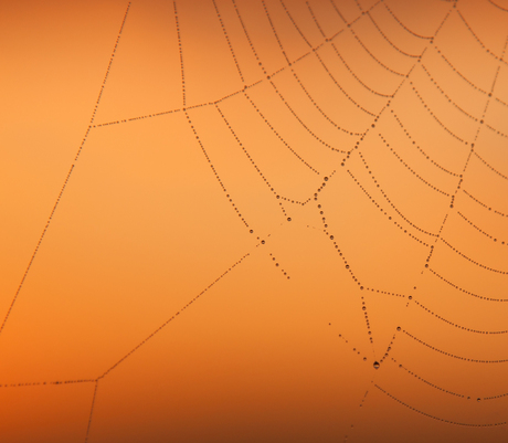 Spiders web at sunrise