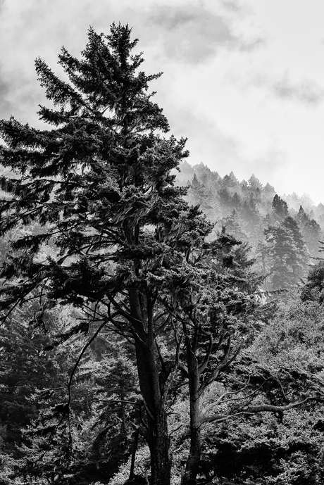 Redwood mist