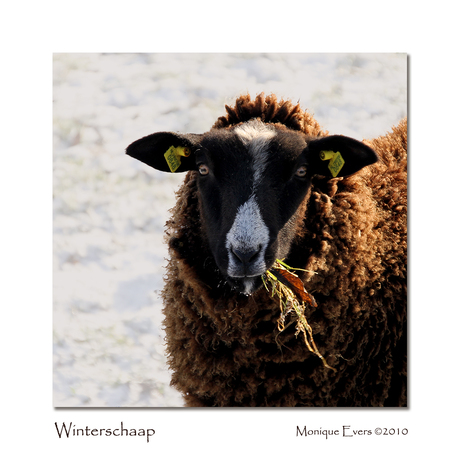 Winter schaap