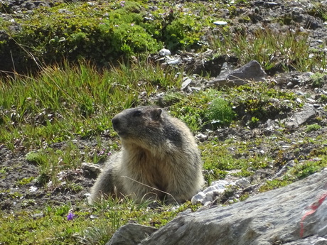 Marmot Grossglockner Oostenrijk