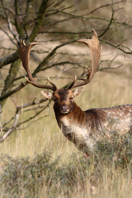 Damhert in AWD