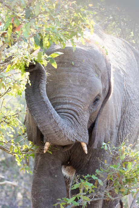 olifant in de morgenzon