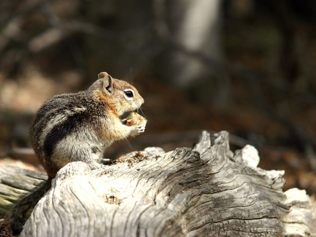 Eekhoorn in de Rocky Mountains