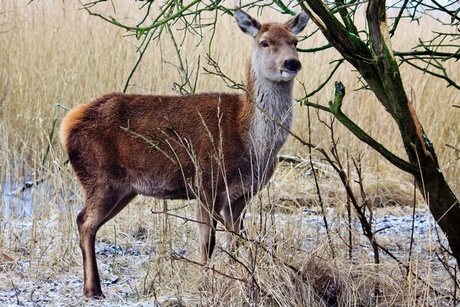 Edelhert in Oostvaardersplassen