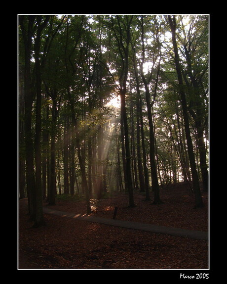 Avondlicht gefilterd door het bos